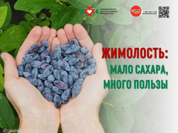 Жимолость Мало сахара, много пользы