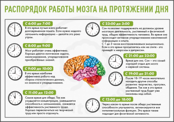 Распорядок работы мозга на протяжении дня
