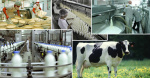 Производство продуктов животноводства за январь – июнь 2024 года
